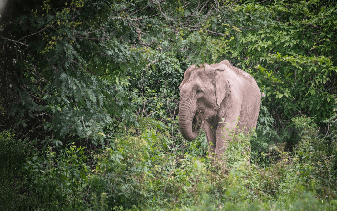 Ethical Wildlife Tourism